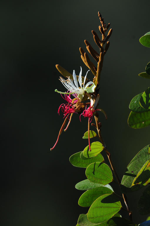 Pousada Do Parque Chapada dos Guimarães Dış mekan fotoğraf